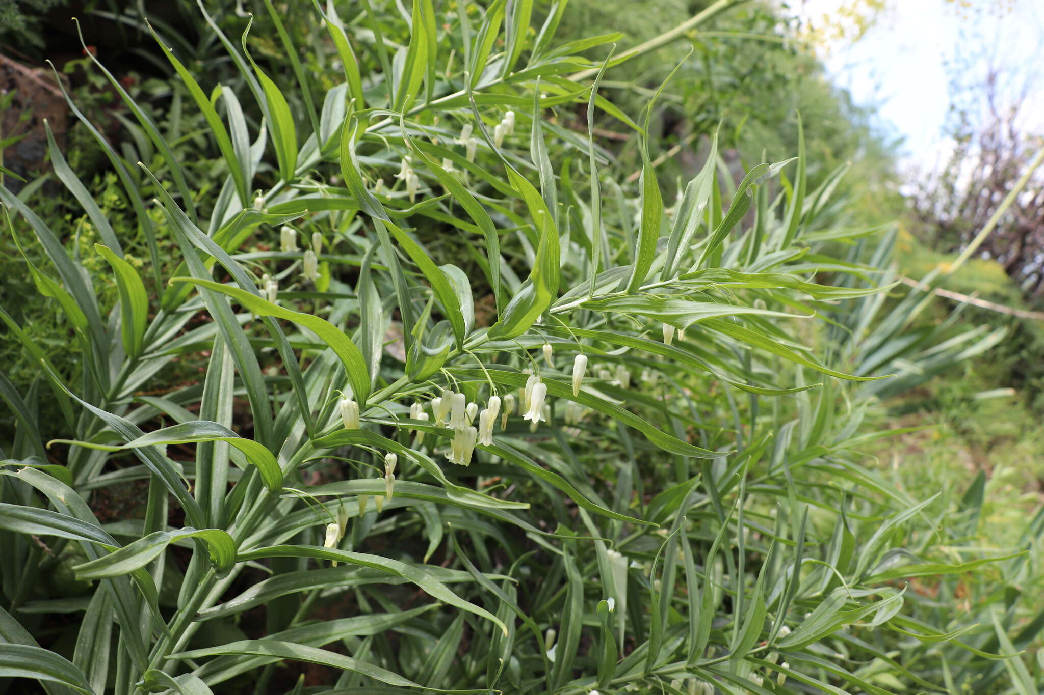 Слика од Polygonatum sewerzowii Regel