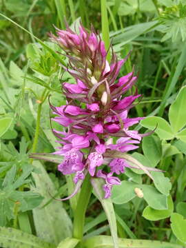 Imagem de Dactylorhiza euxina (Nevski) Czerep.