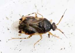 Deraeocoris lutescens (Schilling 1837)的圖片