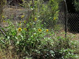 Image of common sunflower