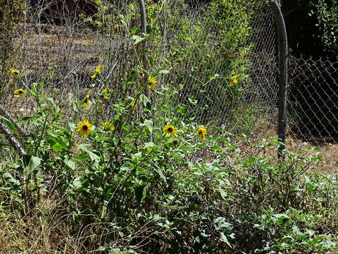 Image de tournesol