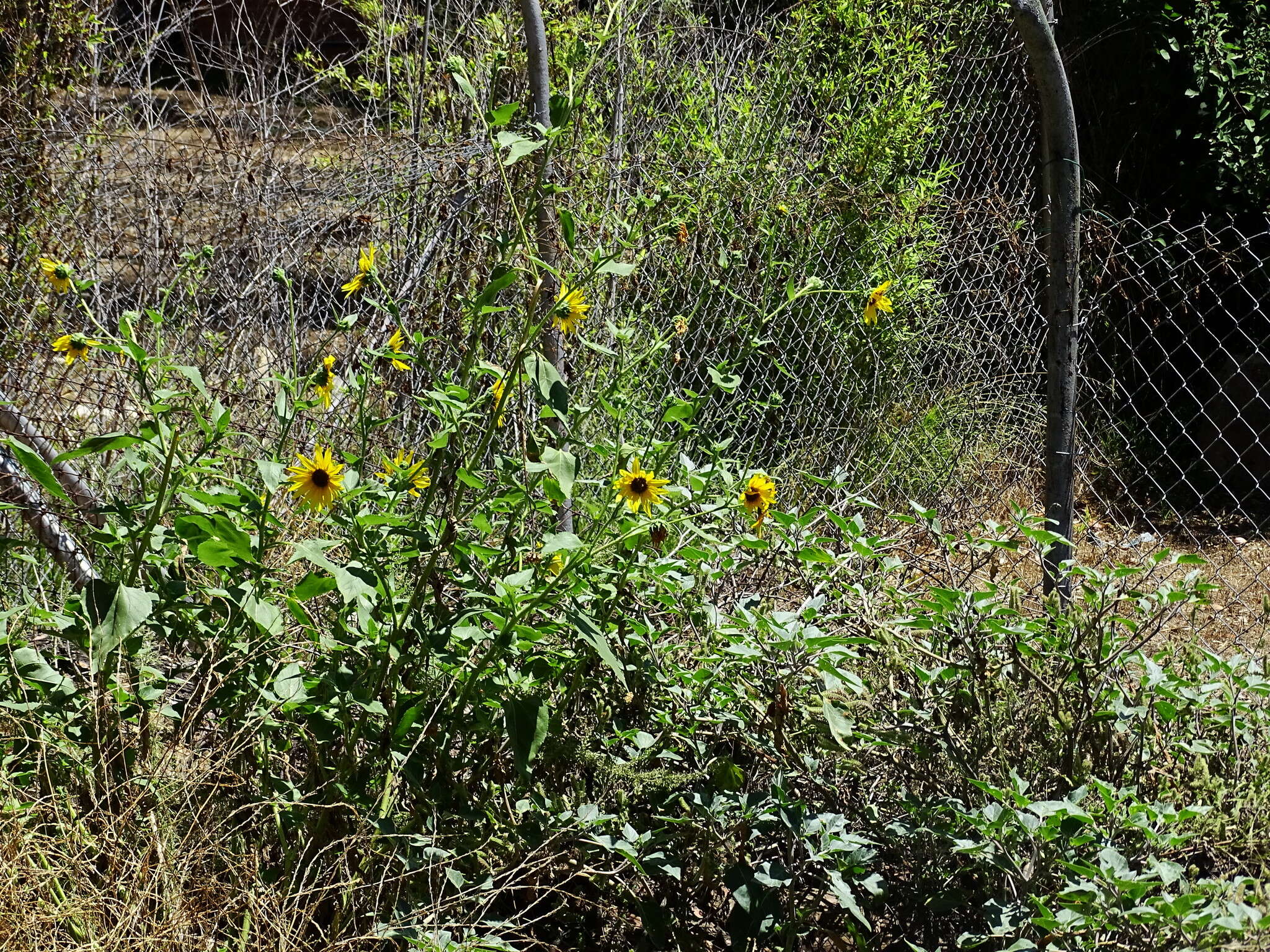 Image of common sunflower