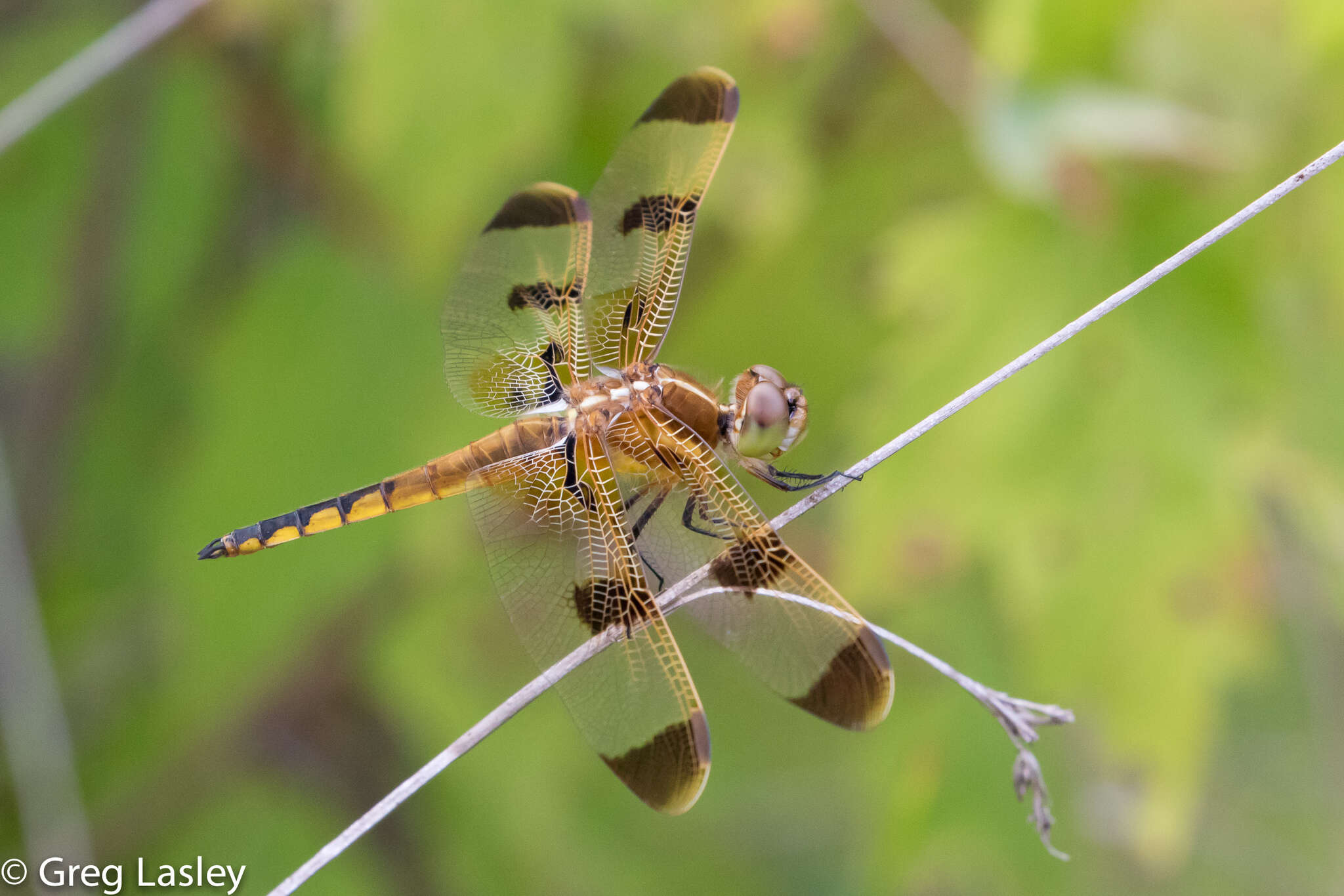 Image of Painted Skimmer