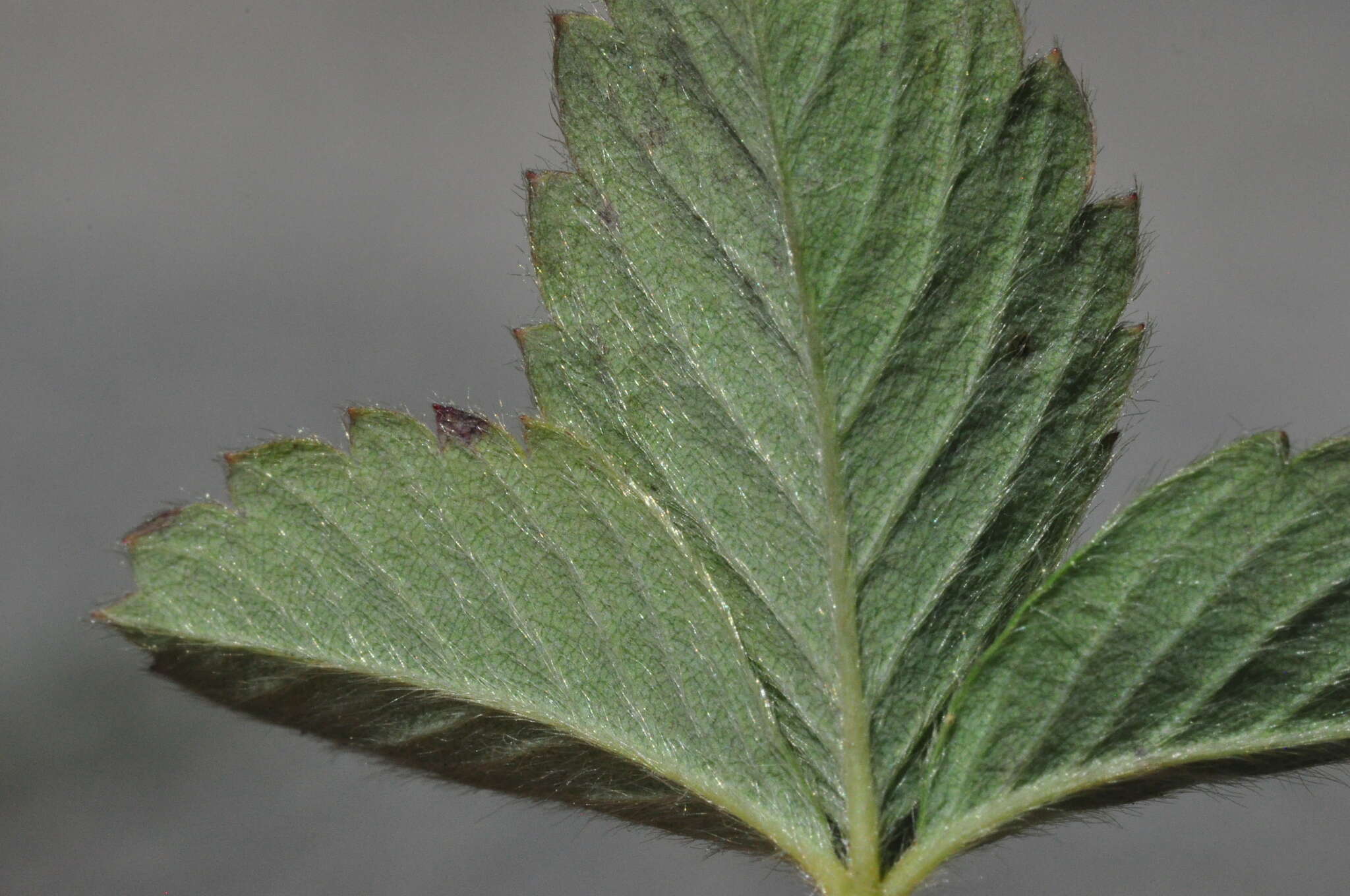 Sivun Fragaria cascadensis K. E. Hummer kuva