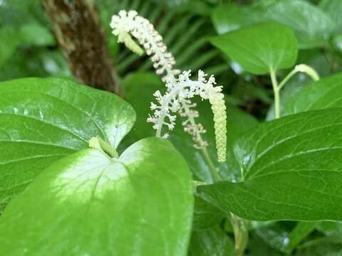 Imagem de Saururus chinensis (Lour.) Baill.