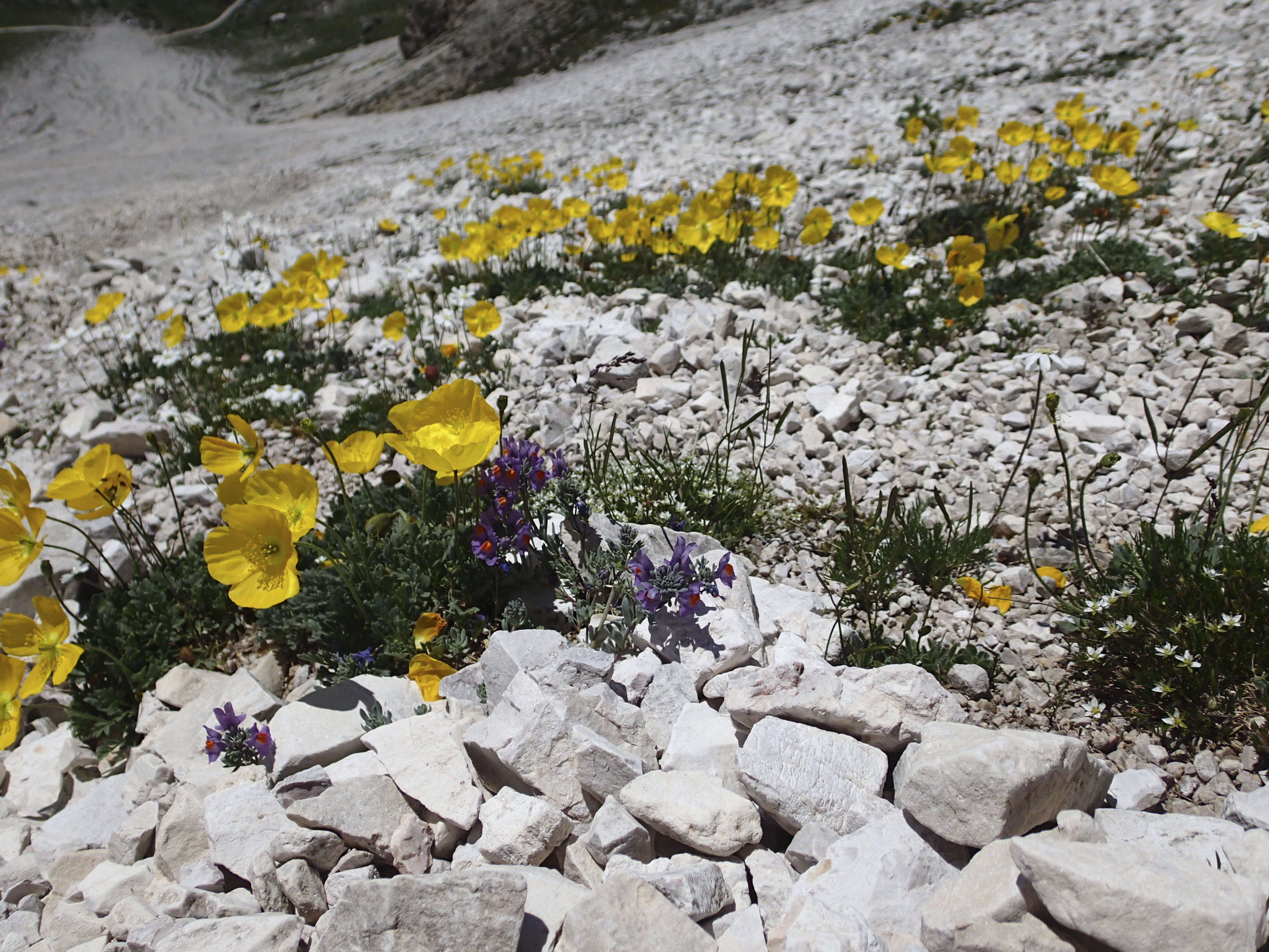 Imagem de Papaver alpinum L.