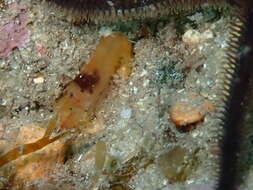 Image of European big-claw snapping prawn