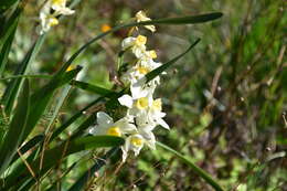 Image of Narcissus tazetta subsp. italicus (Ker Gawl.) Baker