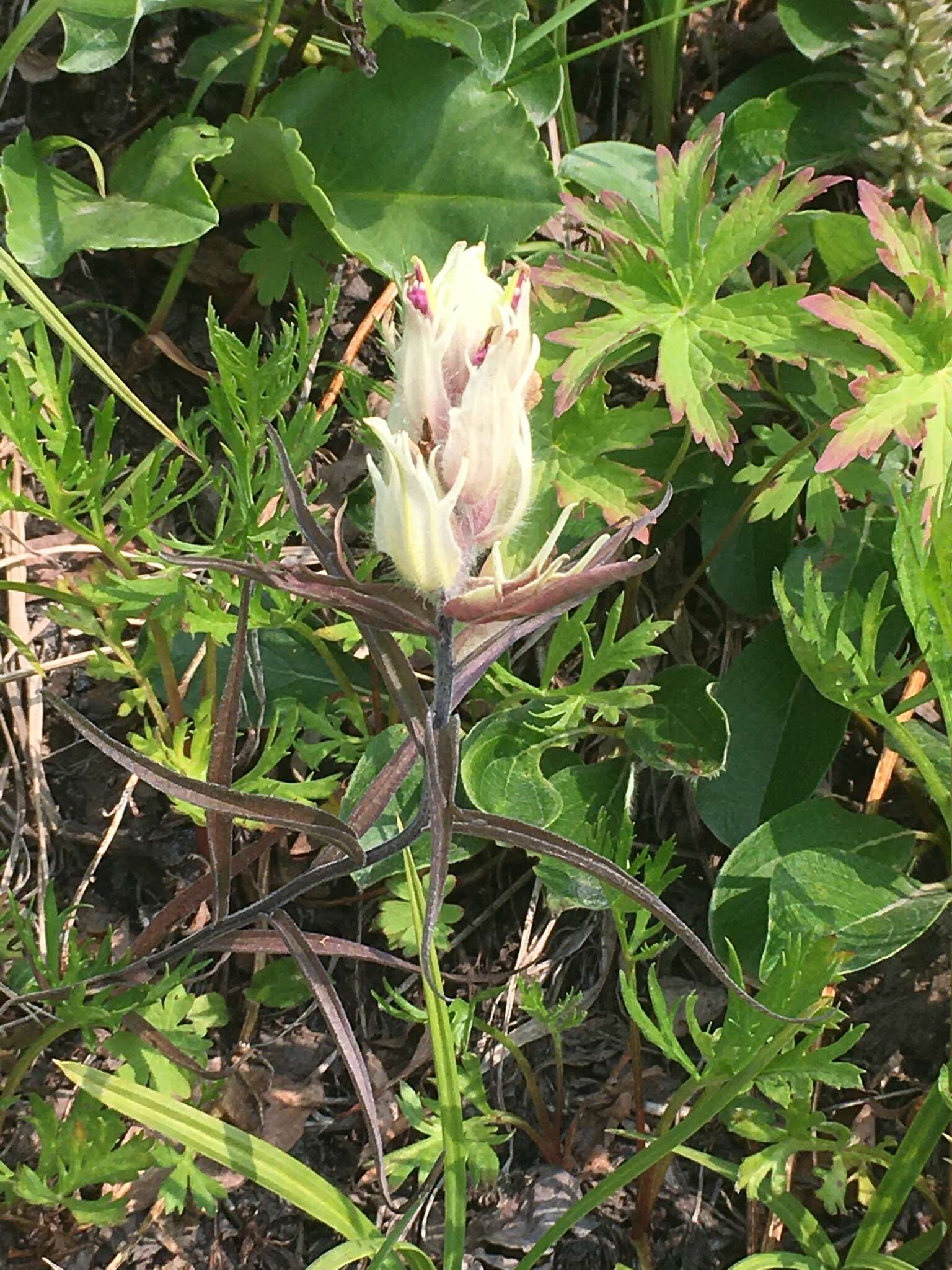 Image of Castilleja pallida subsp. pavlovii (Rebr.) A. & D. Löve