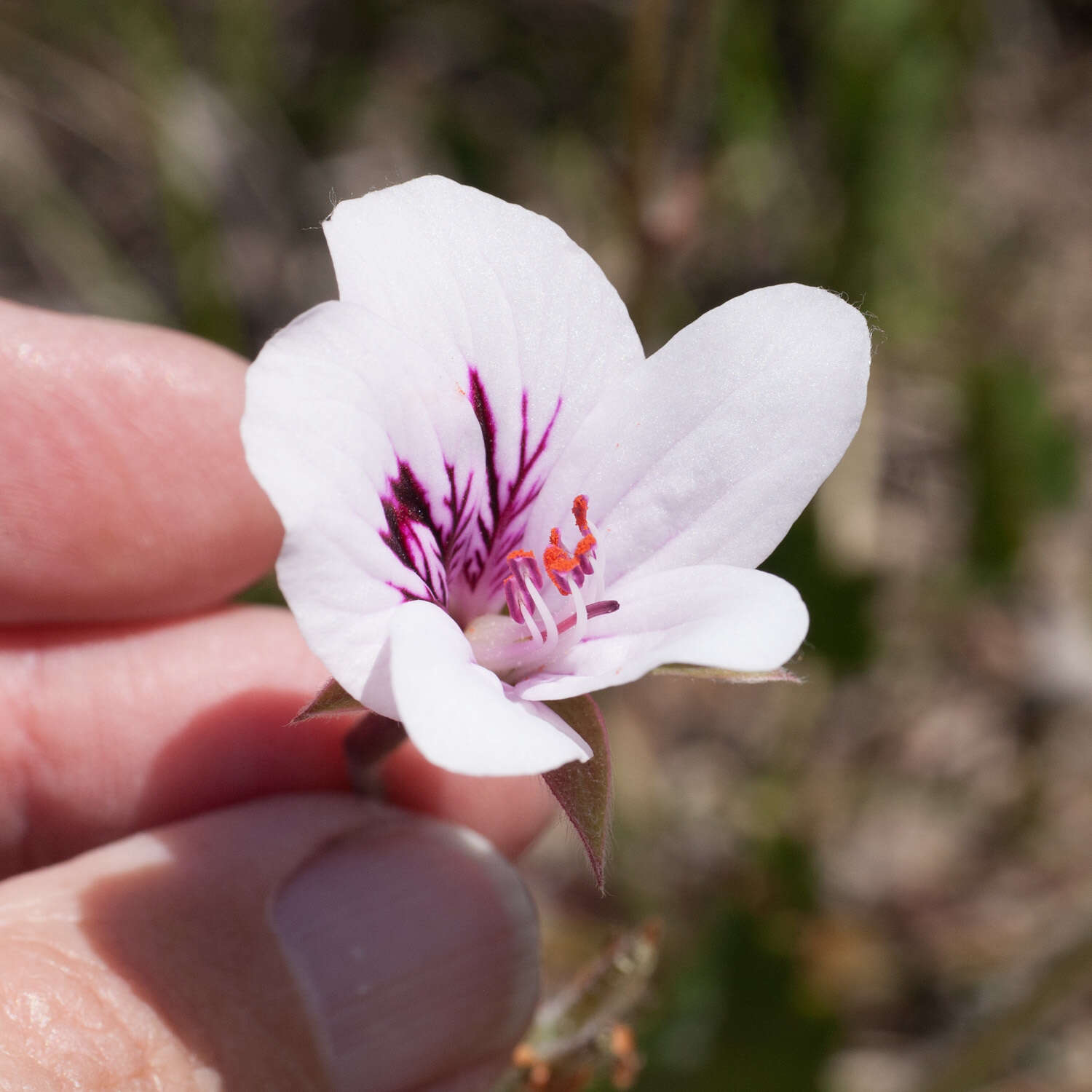 Image of Pelargonium elegans (Andr.) Willd.