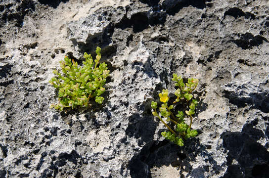 Image of Portulaca mauritiensis Poelln.