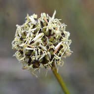 Слика од Gymnoschoenus