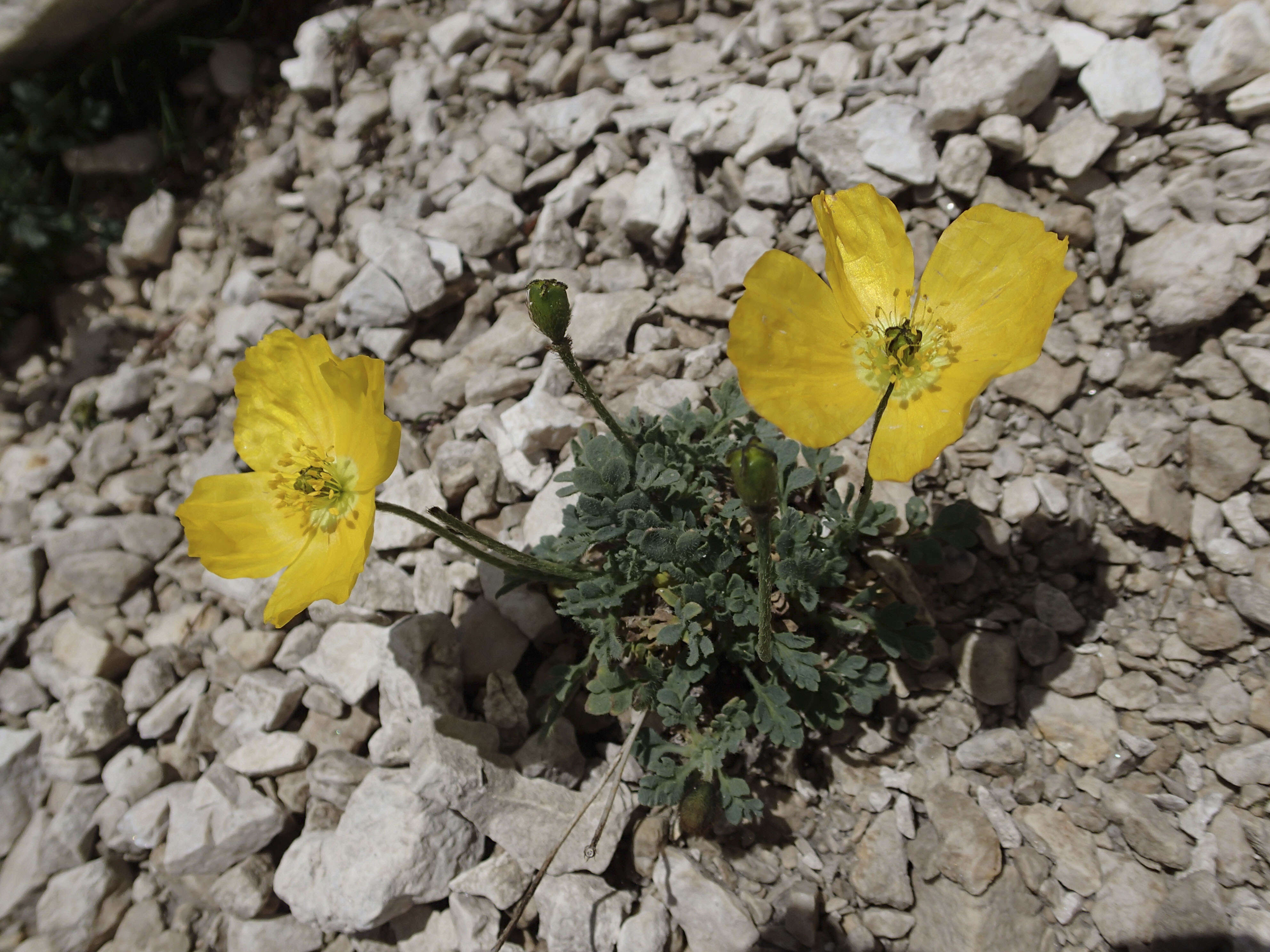 Imagem de Papaver alpinum L.