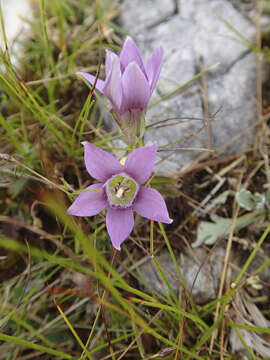 Image of chiltern gentian