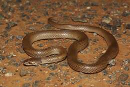 Image of Curl snake