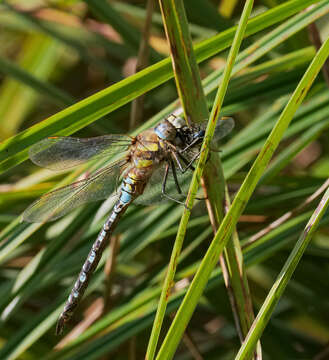 Image of Migrant Hawker