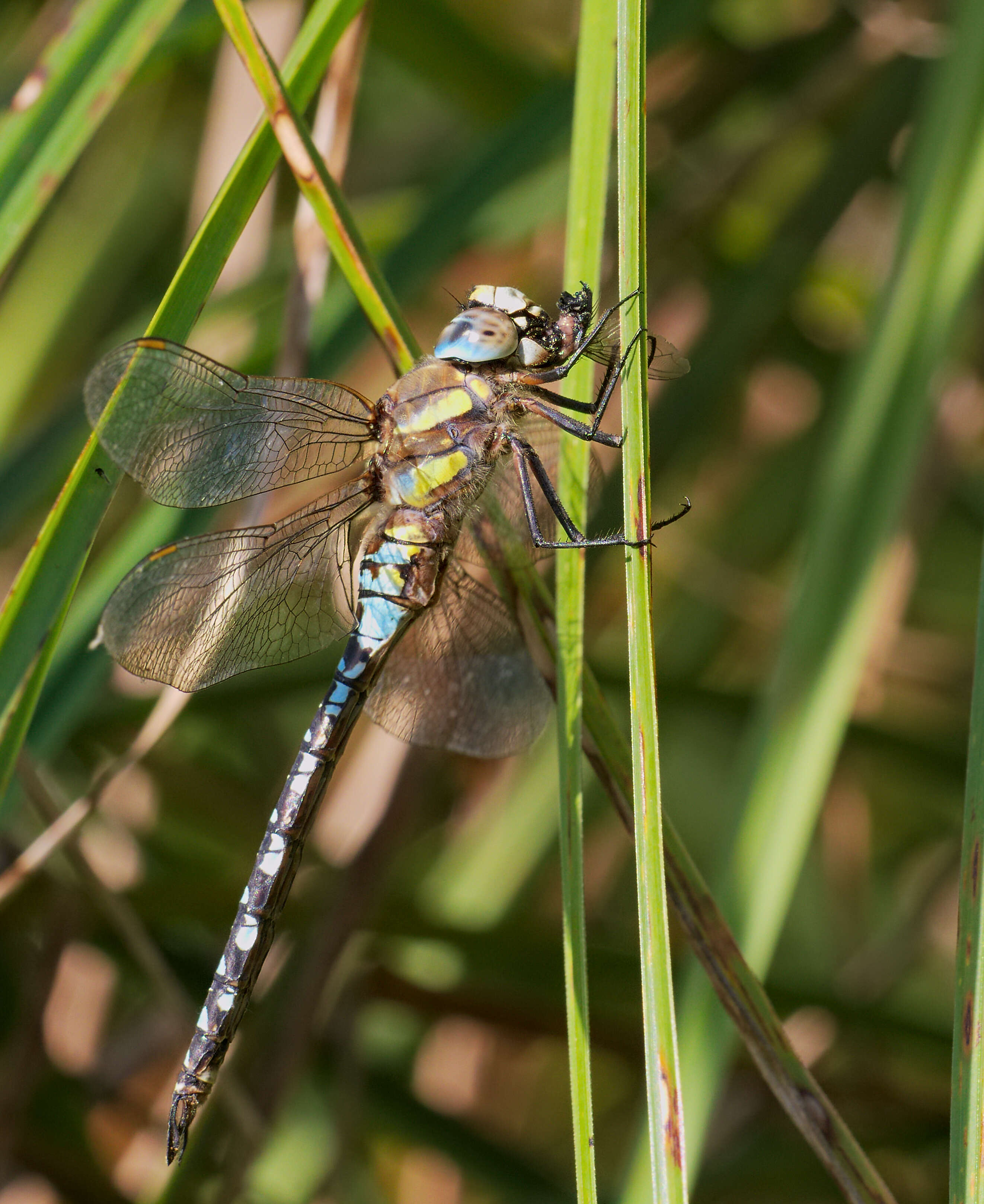 Image of Migrant Hawker