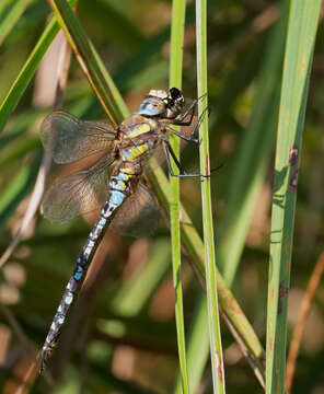 Image of Migrant Hawker