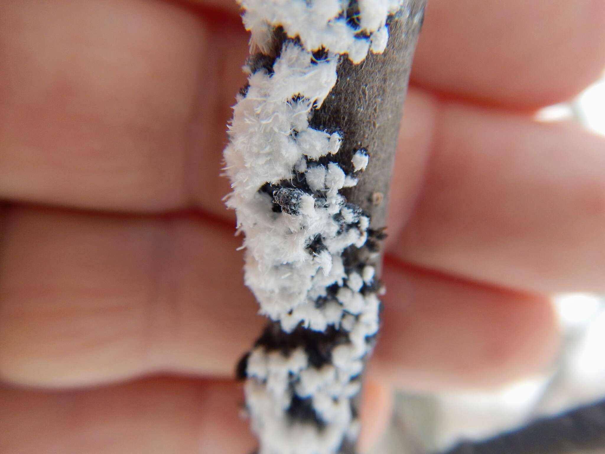 Image of Woolly Alder Aphid