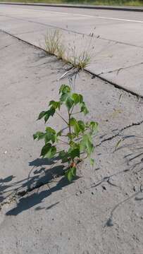 Image of upland cotton