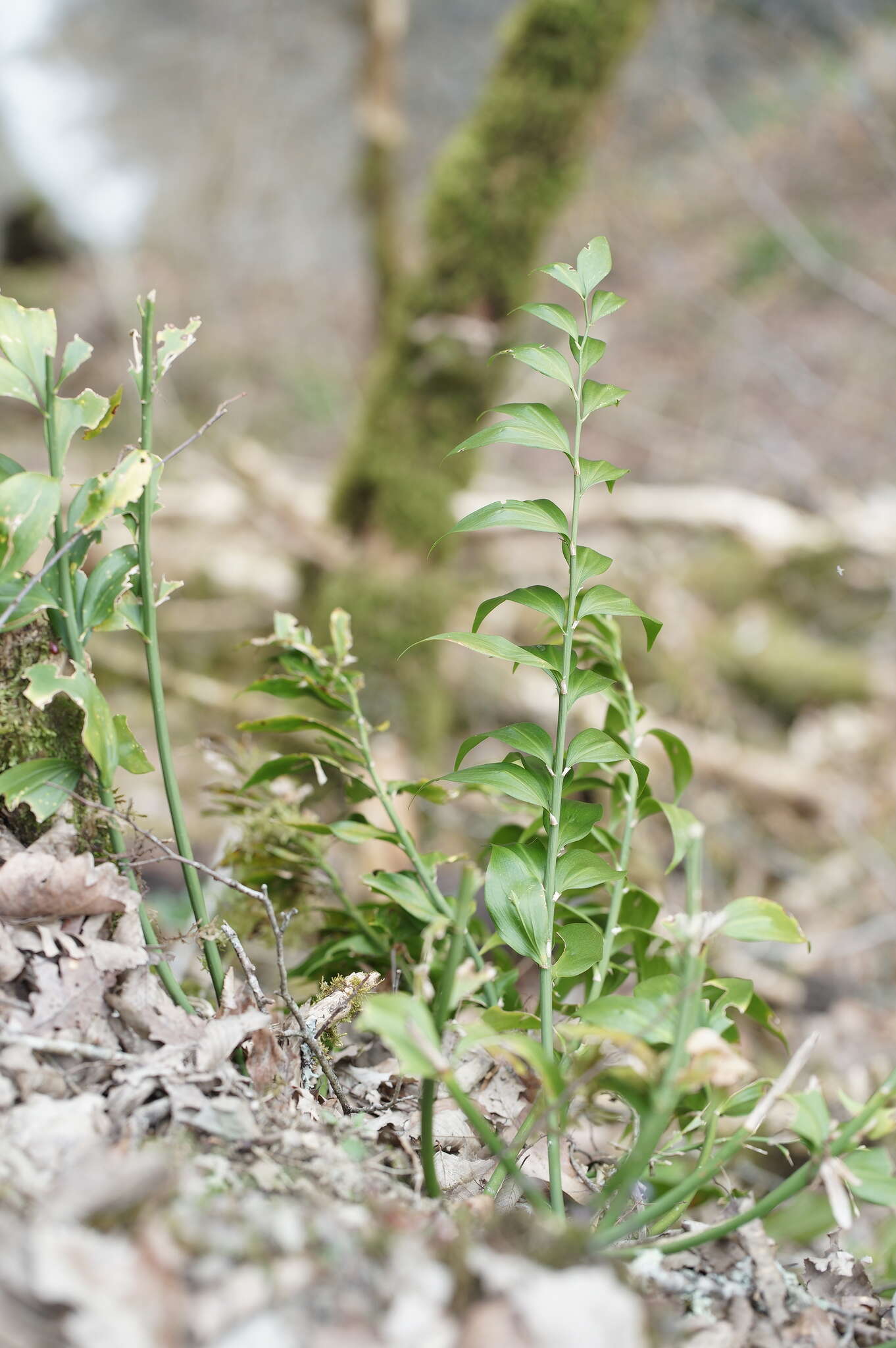 صورة Ruscus colchicus Yeo