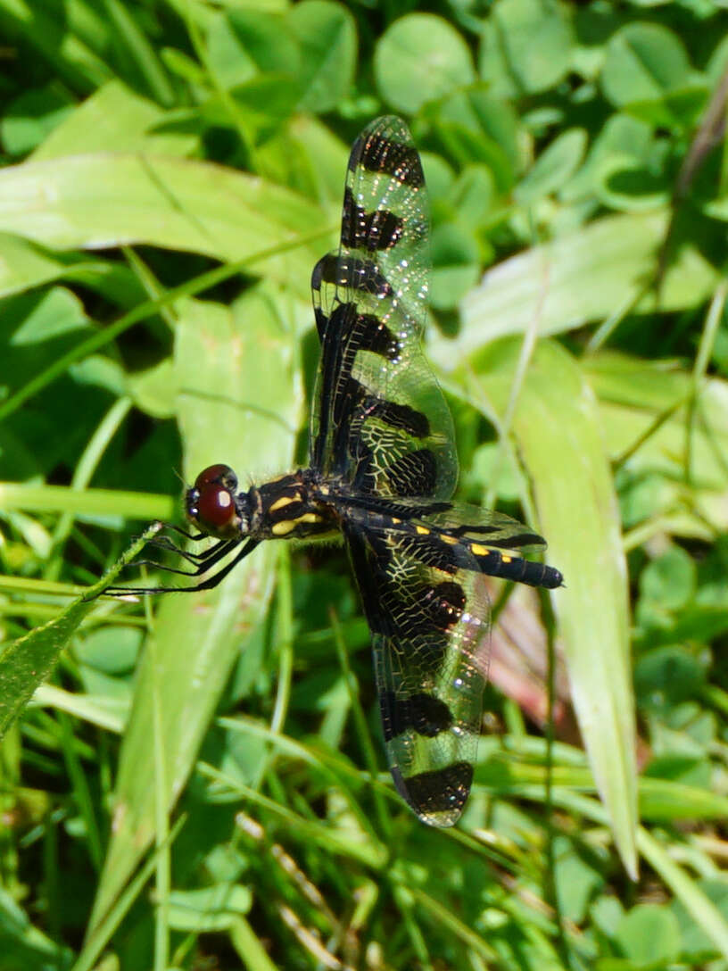 Imagem de Celithemis fasciata Kirby 1889