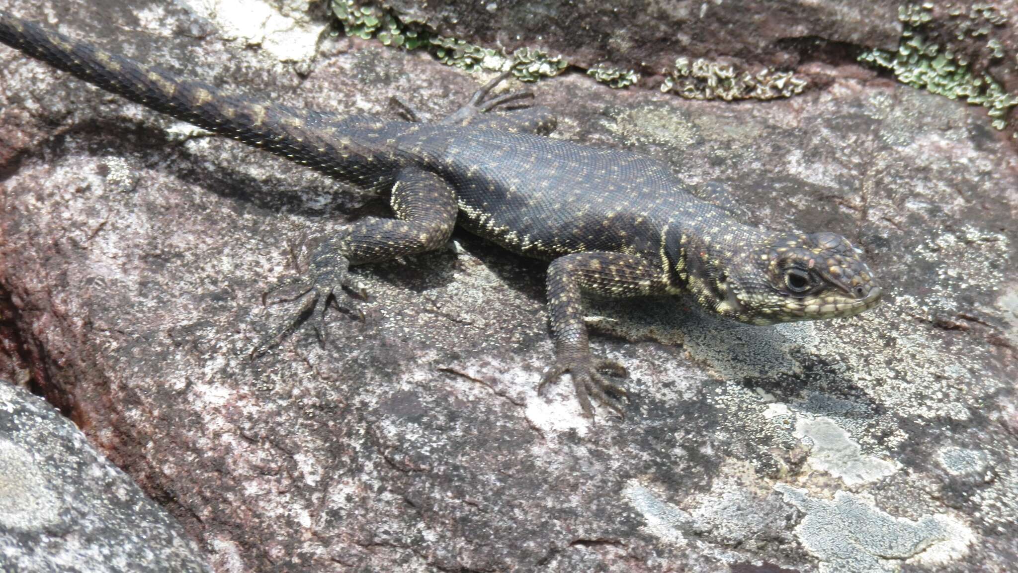 Слика од Tropidurus montanus Rodrigues 1987