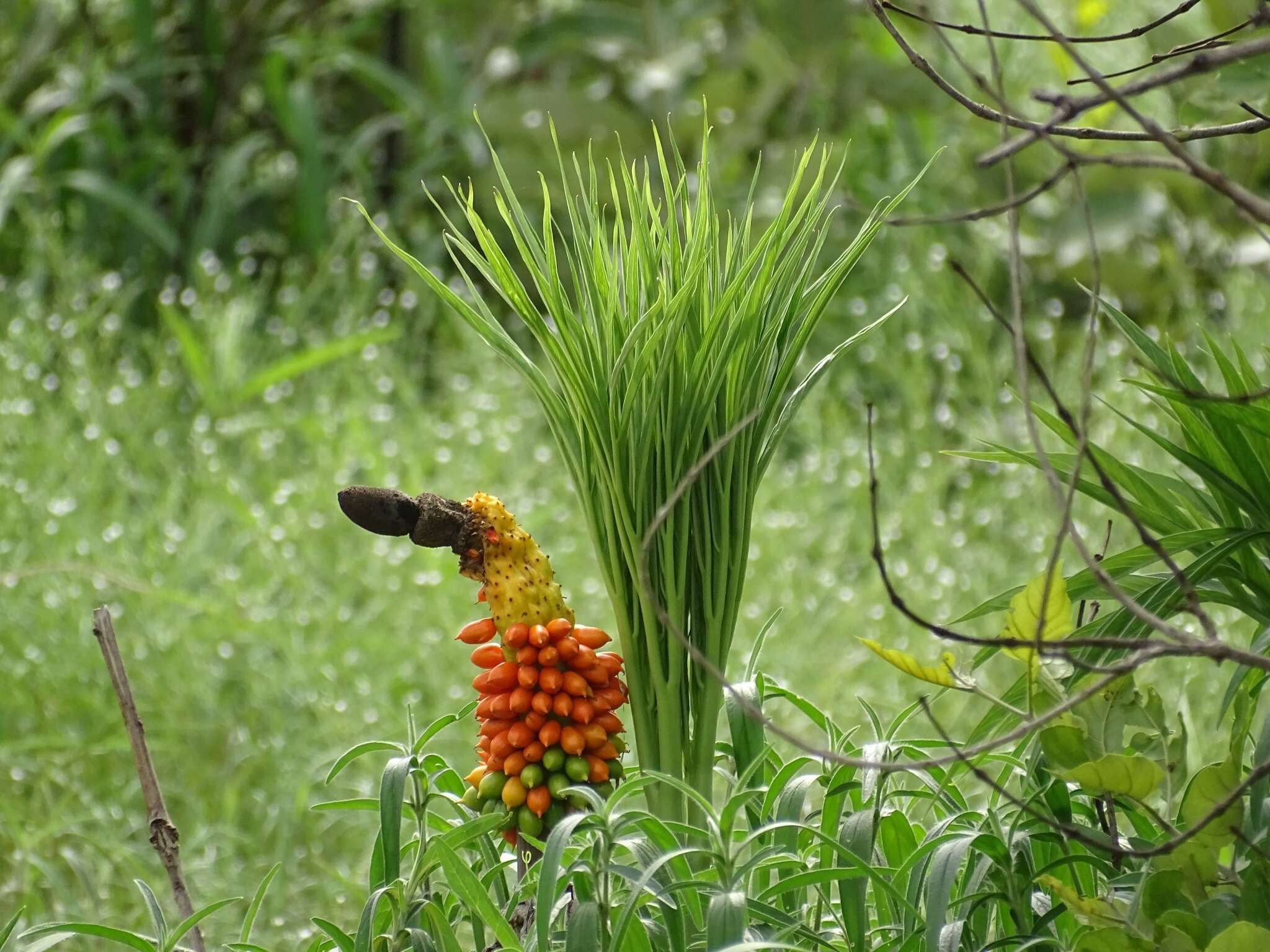 Image of Amorphophallus dracontioides (Engl.) N. E. Br.