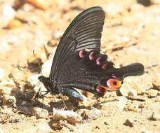 Image de Papilio arcturus Westwood 1842