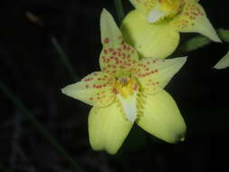 Image de Caladenia flava subsp. maculata Hopper & A. P. Br.