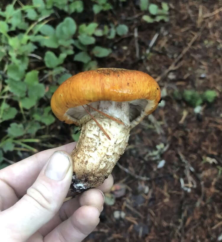 Image of Tricholoma focale (Fr.) Ricken 1914