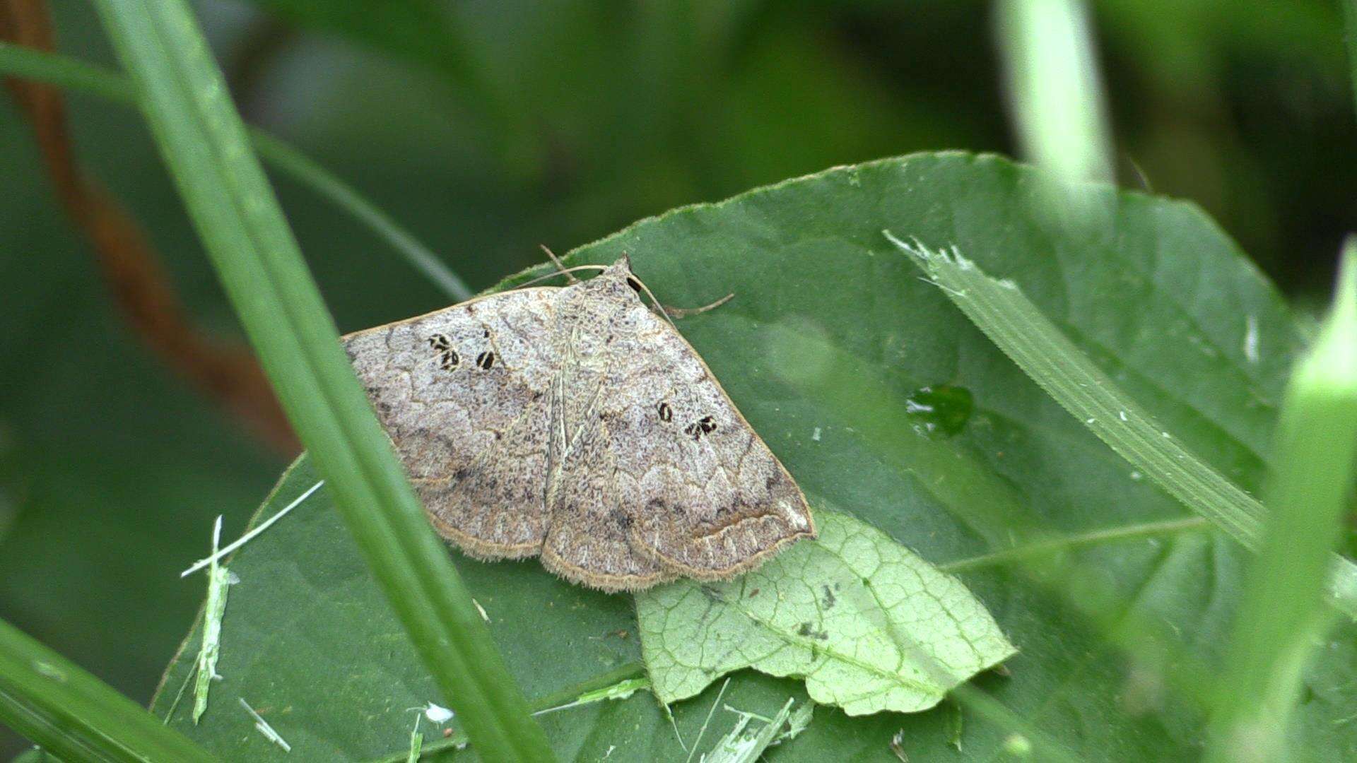 صورة Blasticorhinus rivulosa Walker 1865