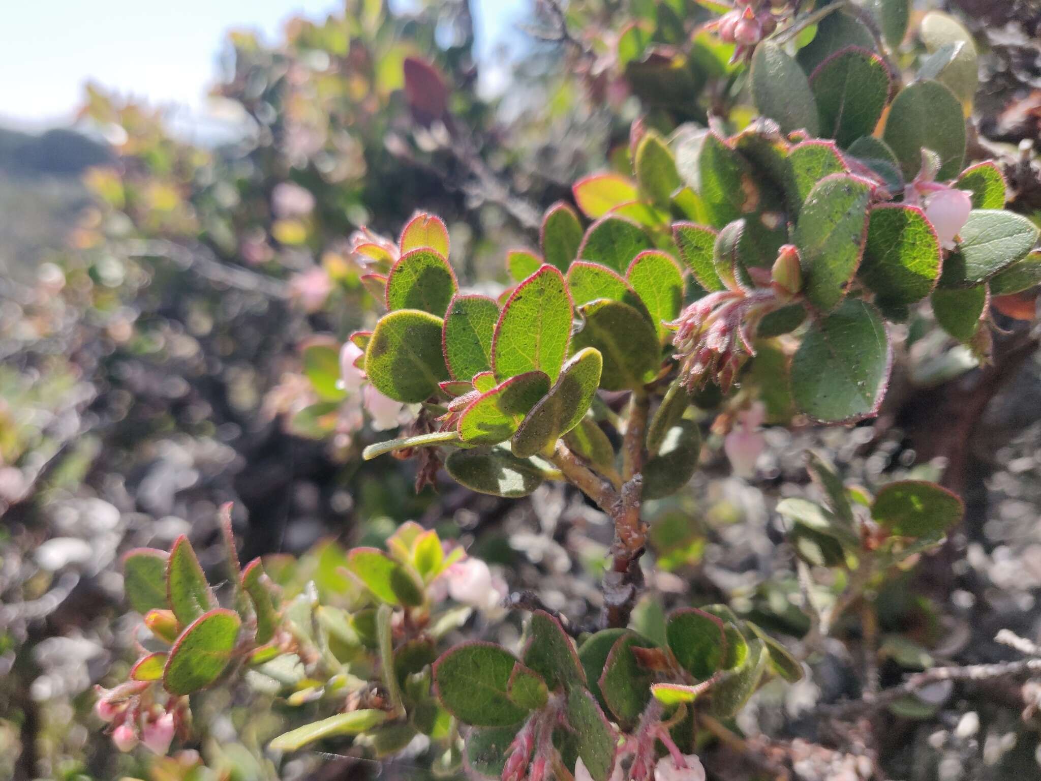 Sivun Arctostaphylos edmundsii Howell kuva