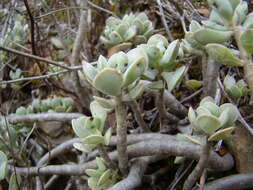 Image of Adromischus caryophyllaceus (Burm. fil.) Lem.