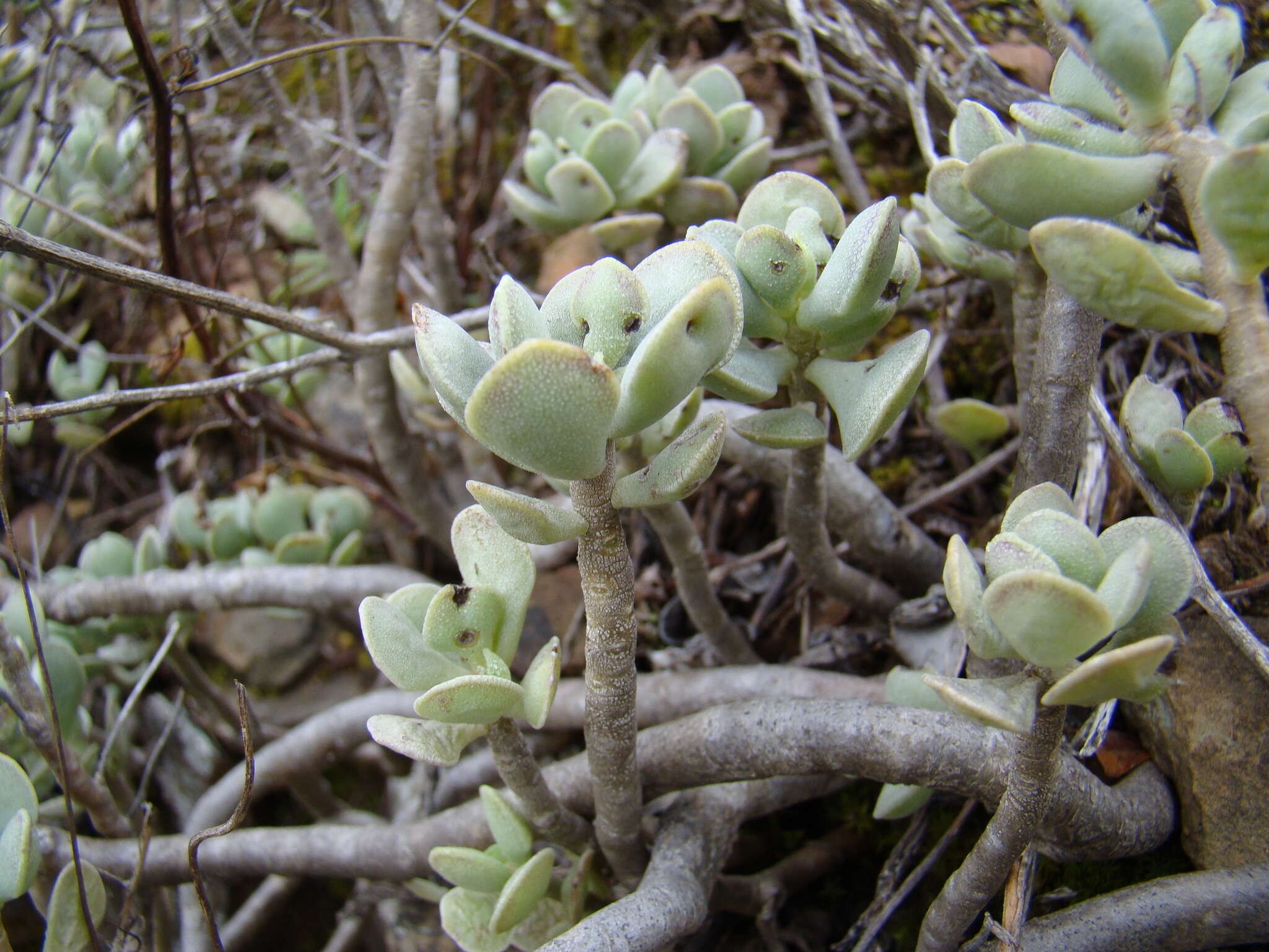 Image of Adromischus caryophyllaceus (Burm. fil.) Lem.