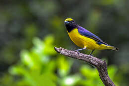 Image of Purple-throated Euphonia