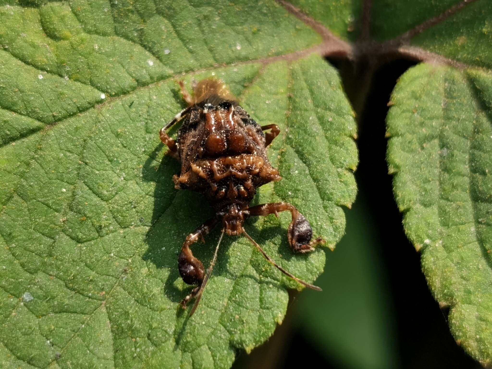 Image de Cazira verrucosa (Westwood 1835)