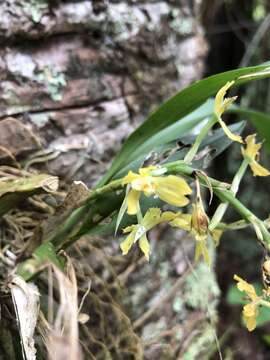 Image of Gomesa planifolia (Lindl.) Klotzsch ex Rchb. fil.