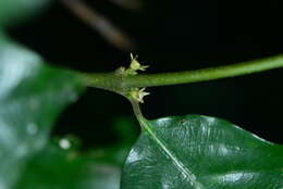 Image of Lasianthus fordii var. microphyllus (Elmer) H. Zhu
