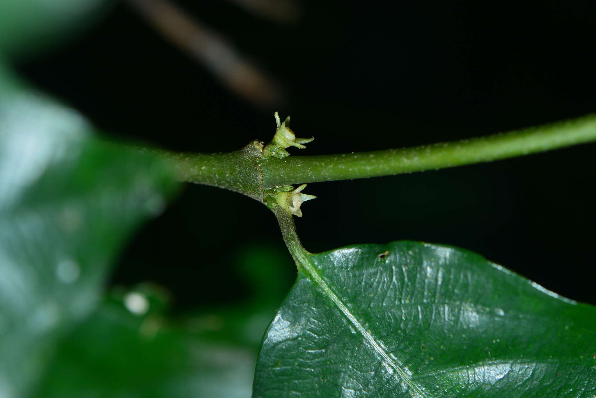 Lasianthus fordii var. microphyllus (Elmer) H. Zhu resmi