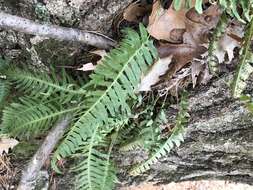 Polypodium appalachianum Haufler & Windham的圖片