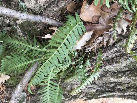 Image of Appalachian polypody