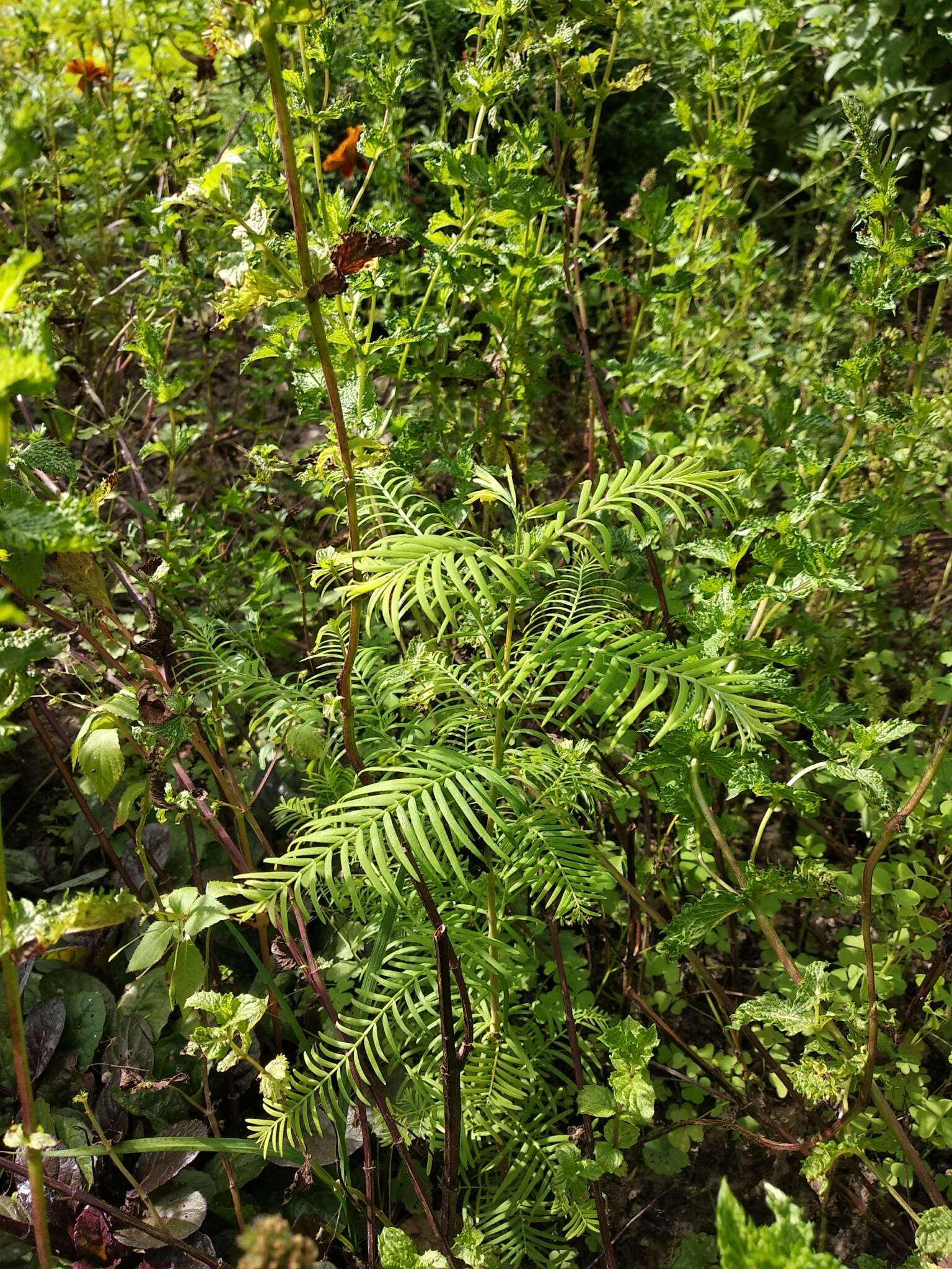 Image of dawn redwood