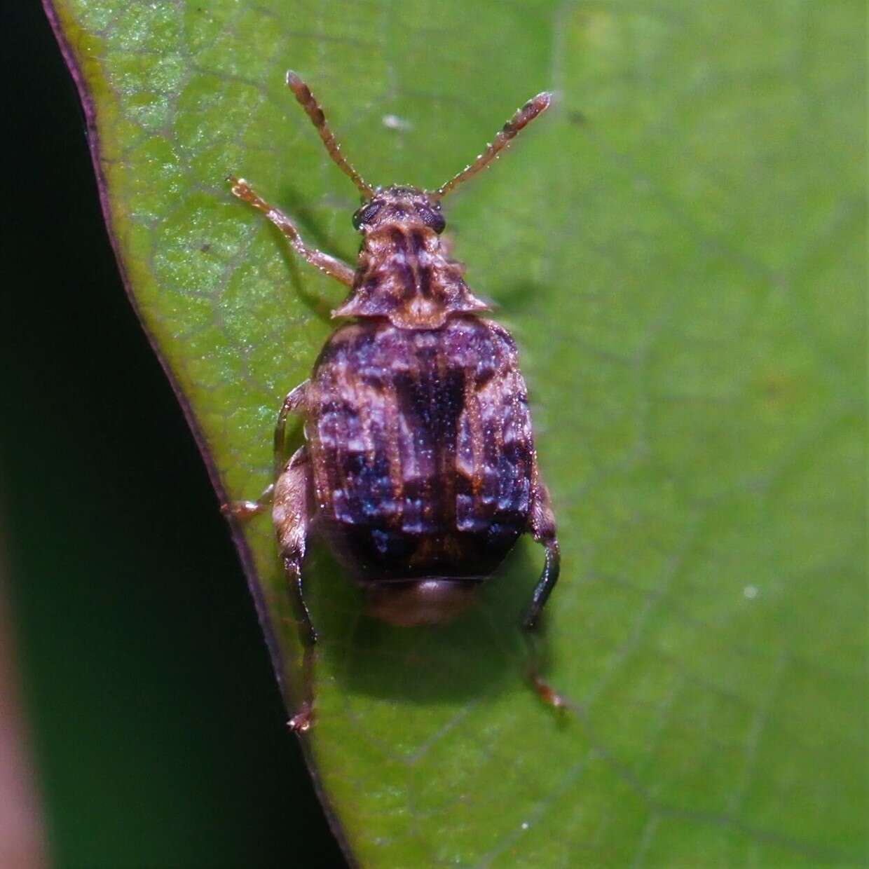 Image of Redbud Bruchid