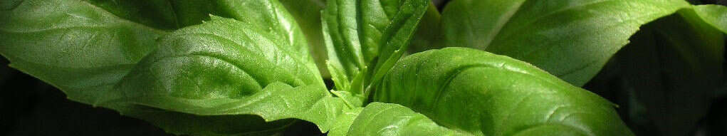 Image of sweet basil