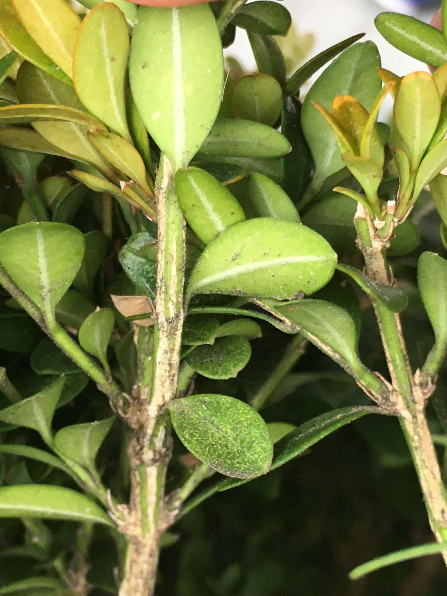 Image of Boxwood blight