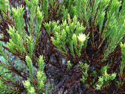 Image of Hypericum lancioides Cuatrec.