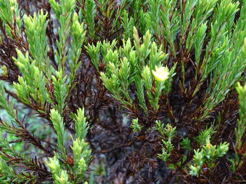 Image of Hypericum lancioides Cuatrec.