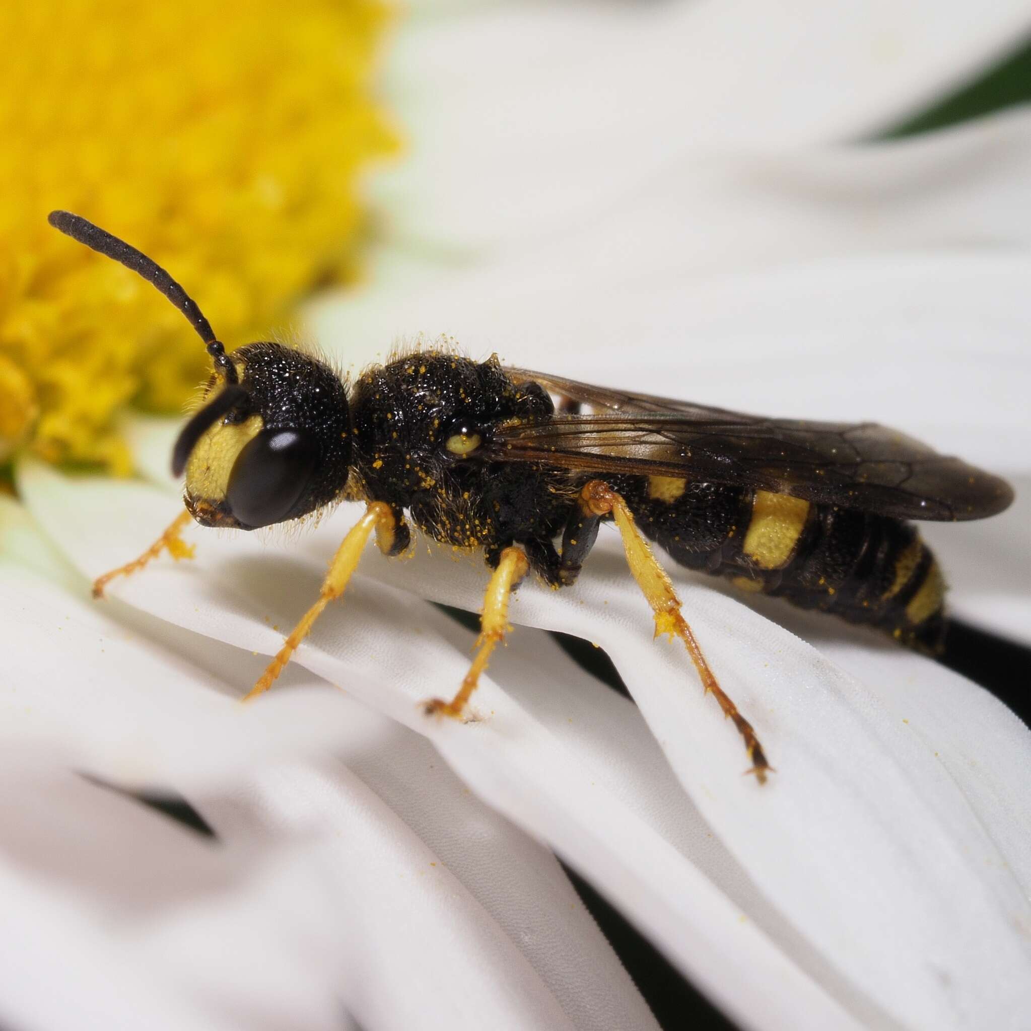 Imagem de Cerceris rybyensis (Linnaeus 1771)