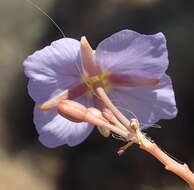 Image de Heliophila trifurca Burch. ex DC.